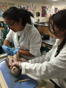 Fetal Piggy 2